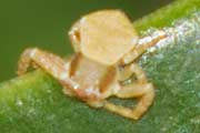 Flower Spider (Thomisus spectabilis) (Thomisus spectabilis)